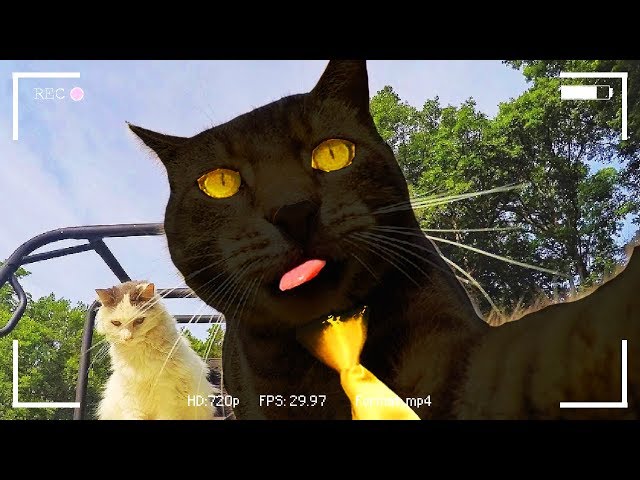 Sir Meows A Lot Vlogs In Real Life Roblox Movie Youtube - sir meows a lot vlogs in real life roblox movie youtube