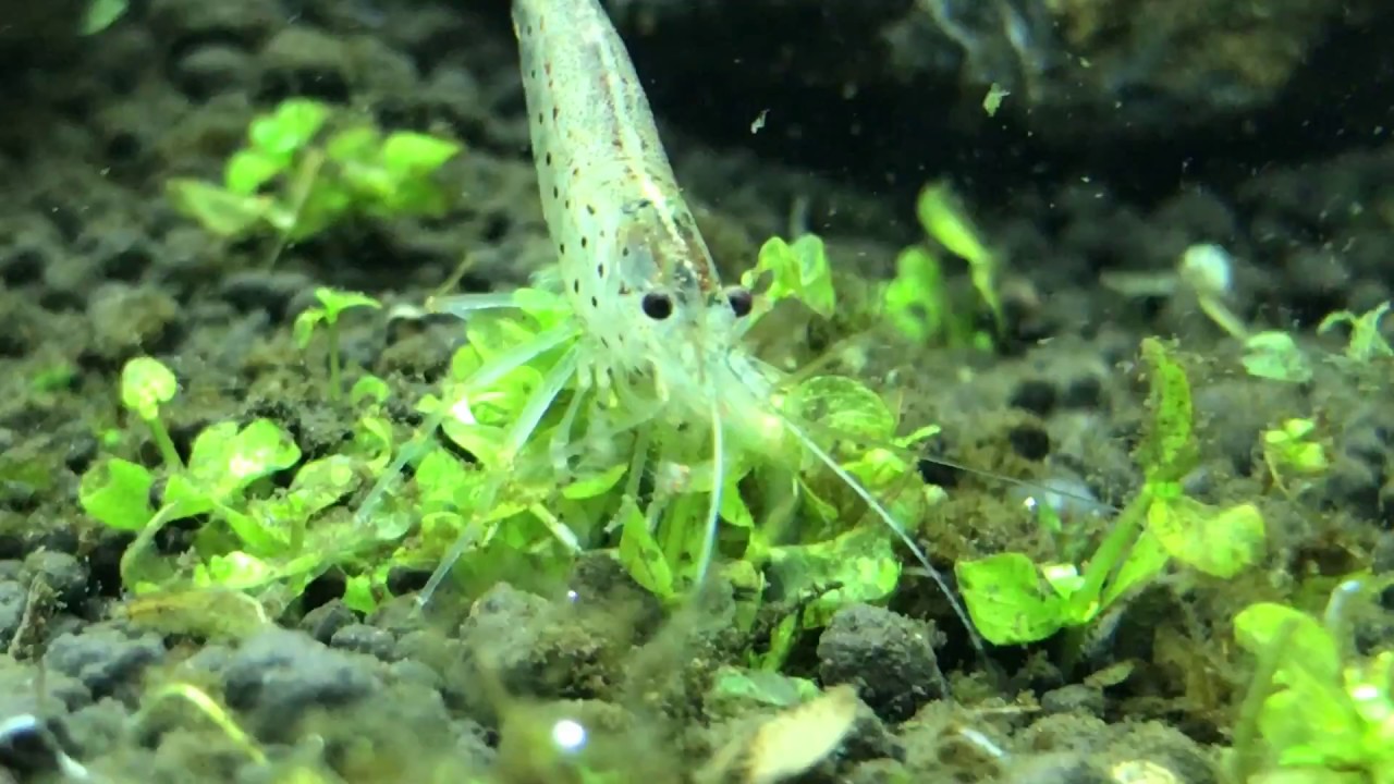 コケ取り役のヤマトヌマエビを15匹投入します 30cmキューブ水草水槽13 Road To Aquarist