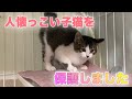 生後2ヶ月半の子猫を保護するもゴロゴロ言って甘えてる！？【We rescued a kitten】