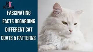 The Science Behind Cat Coat Colors & Patterns 🧬 Feline Genetics Explained Simply