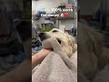 Chloe is 100% worth the money 🐶❤️ #dogs #dogshorts #pets #petshorts #cutepets #cutedogs #relateable