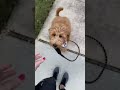 dog #dogsoftiktok #fyp #foryou #funnydog #happydog