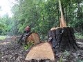 Felling and milling a pine tree