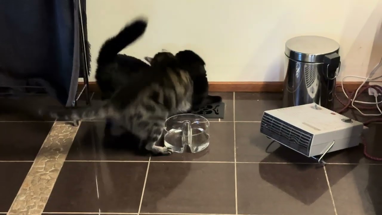 Dusty Annoys Joxey While He’s Just Trying to Drink Water – Classic Cat Antics!