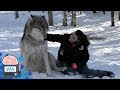 Wolf nähert sich Frau und setzt sich zu ihr, aber schau, was als nächstes passiert