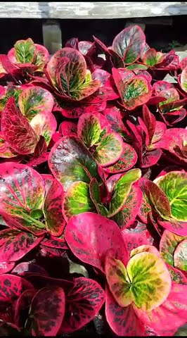 Puring Busarin Original harga 100k - YouTube