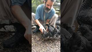Massage therapy for chickens!