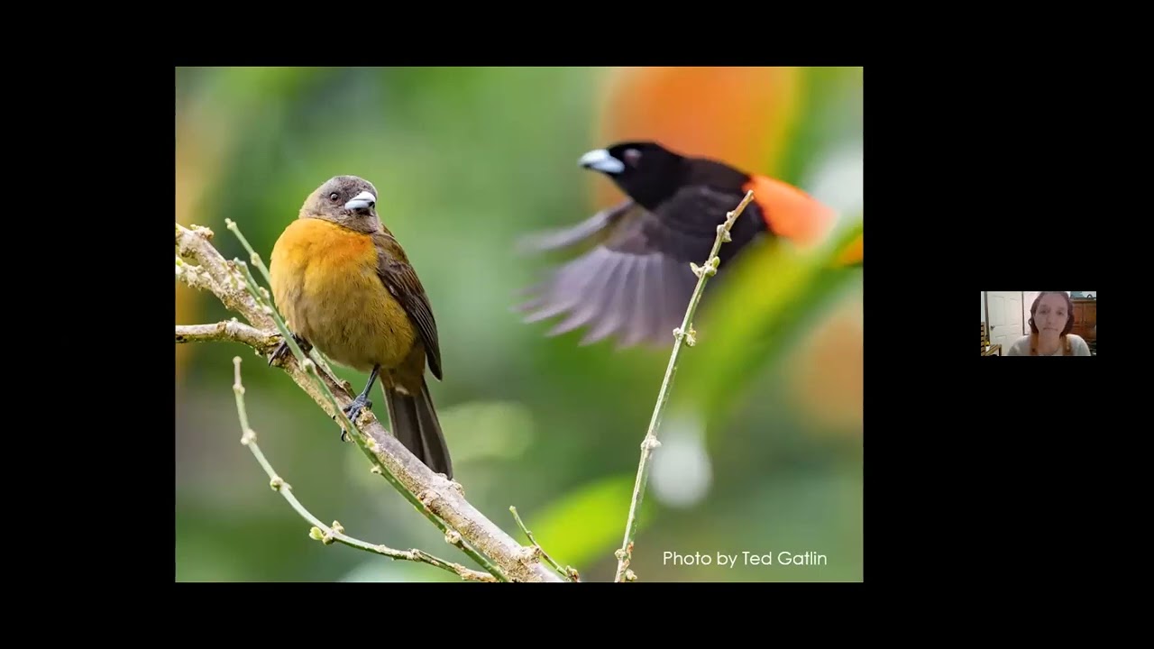 Winter Birding in central America by Kim Ramos March 2022