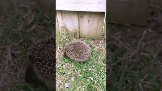 I Spotted A Hedgehog Out In The Garden During The Day Time