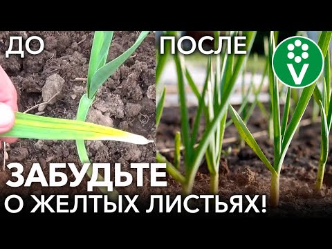 ПОЖЕЛТЕЛ ЧЕСНОК? Сделайте ЭТО и он снова станет изумрудно-зелёным!