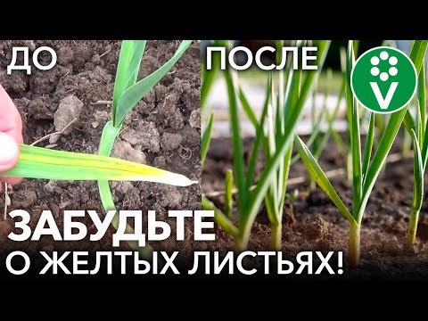 Пожелтел чеснок? Сделайте это и он снова станет изумрудно-зелёным!