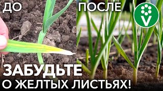 ПОЖЕЛТЕЛ ЧЕСНОК? Сделайте ЭТО и он снова станет изумрудно-зелёным!