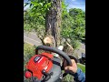 tip the top 🎩 tree branch wedge under over chainsaw #skill #sharpening #diy #how #asmr #tool #pro