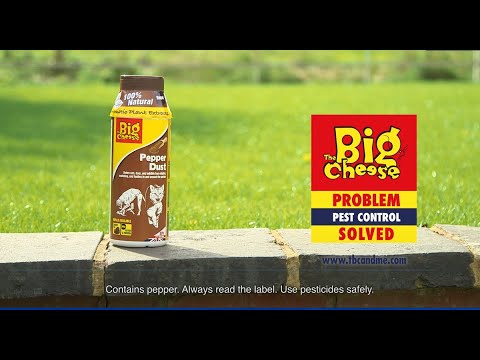The Big Cheese