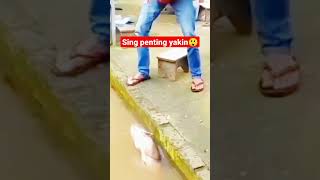 cara menaikkan lele babon agar tidak lepas #shorts