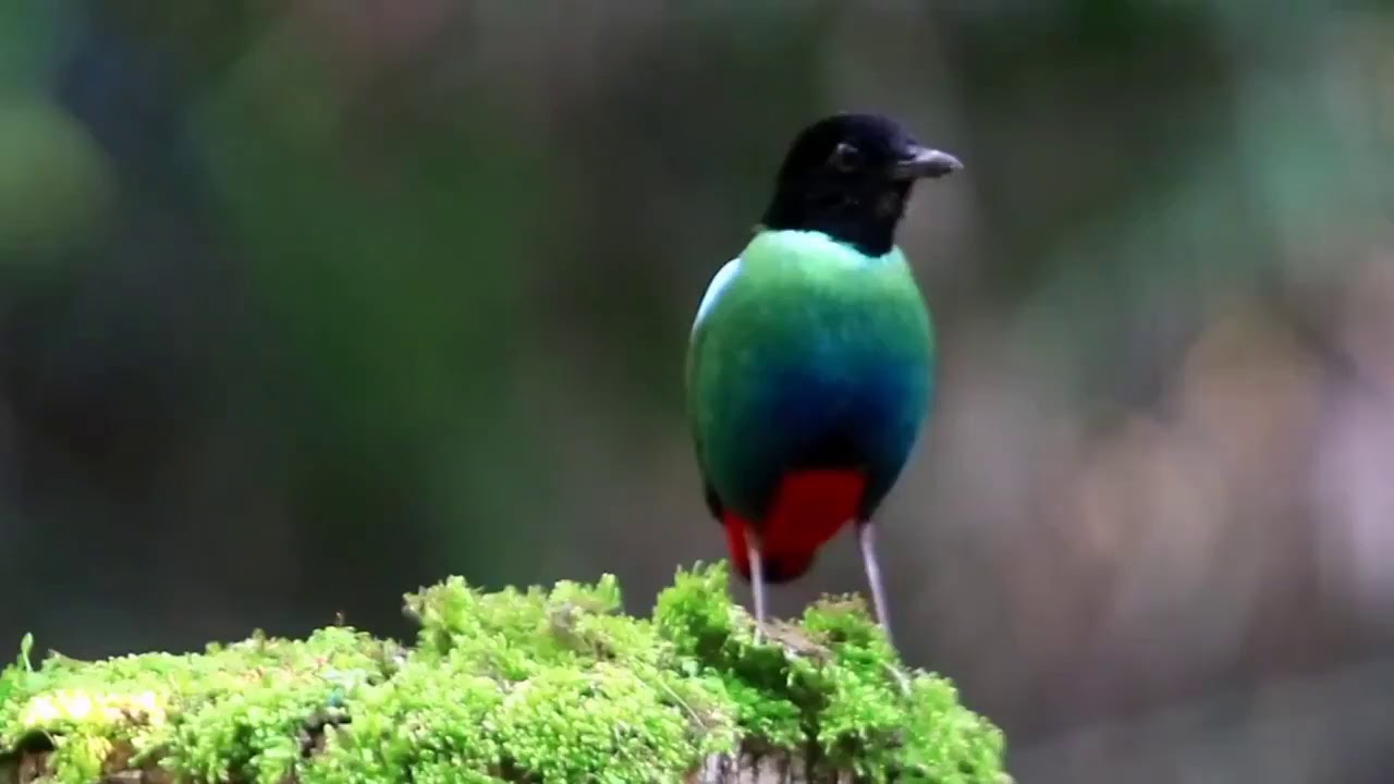 Hooded Pitta 