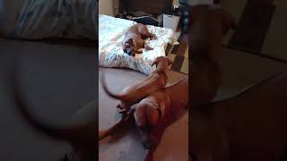 Rhodesian Ridgeback Happy Family. Litter planned. by dauntless 605 views 9 months ago 1 minute, 15 seconds