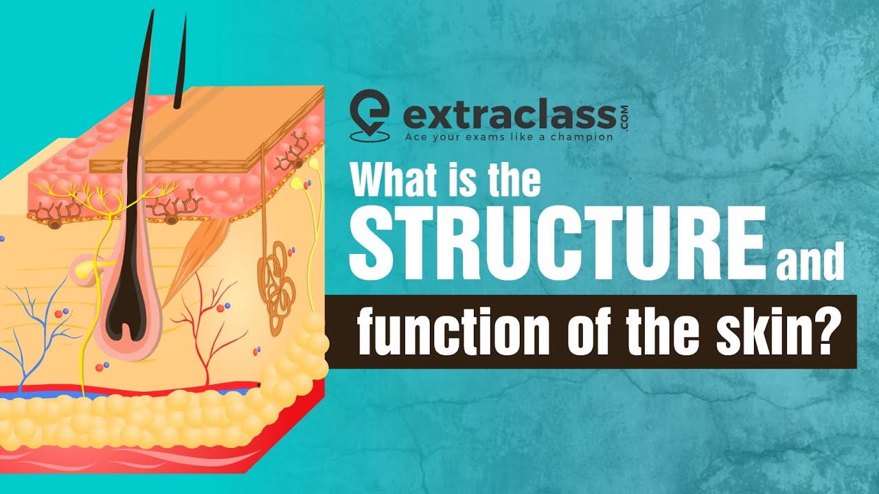 ⁣What is the structure and function of the skin