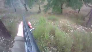 Download Lagu Galinhola-Braco Alemão Joca MP3