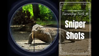 Sniper Kills Komodo Dragon Sniper Shoot 