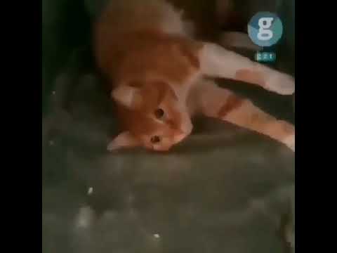 KEDİ DOĞURUNCA AŞŞŞIRI SEVİNEN ADAM..... Anaaaam kurban olurum size....