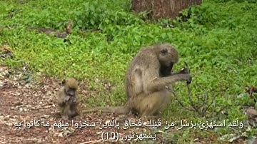 سورة الأنعام بصوت الحاج ( عبد الستار البرزنجي )