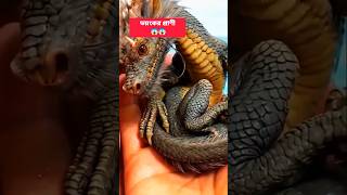 ভয়ংকর একটা প্রাণী😱😱#shorts #viral #trending #subscribe #ভয়ংকর #asimtech360