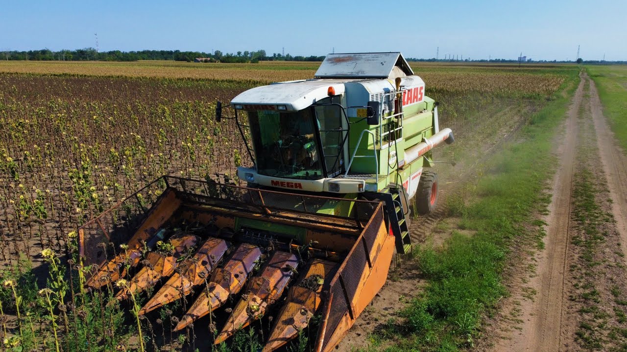 Napraforgó aratás - CLAAS MEGA 208