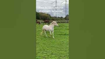 How to spot natural dominant behavior in a horse!