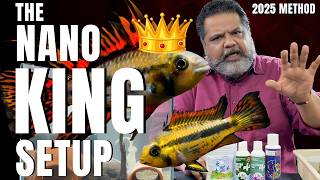 RARE Apistogramma Breeding Secret - The Nano King Method 2025! 4K