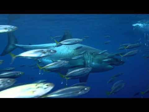Video: Grootste Grote Witte Haai Ooit Opgenomen In Hawaii