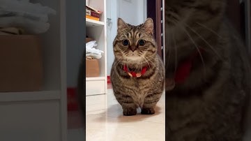 Những Khoảnh Khắc Ngộ Nghĩnh Của Thú Cưng Khiến Bạn Cười Không Ngớt! P2