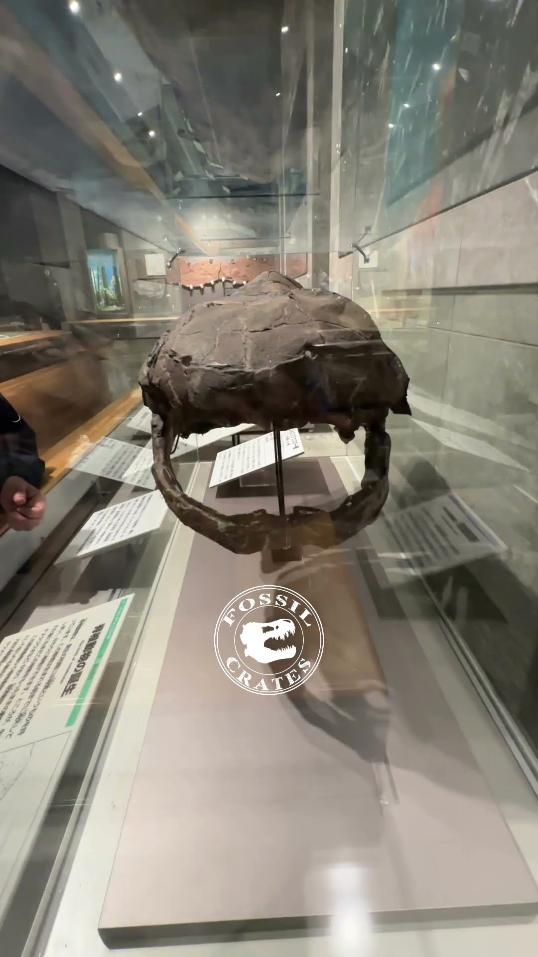 Coccosteus: The Armored Fish of the Devonian Seas - YouTube