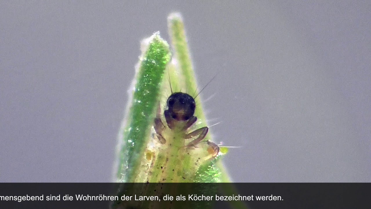 Living in the pond. Beobachtungen im Teich. Caddisfly