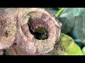 Leafcutter Bee making a nest