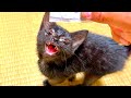 弱ってる子猫に少し変化が出てきた