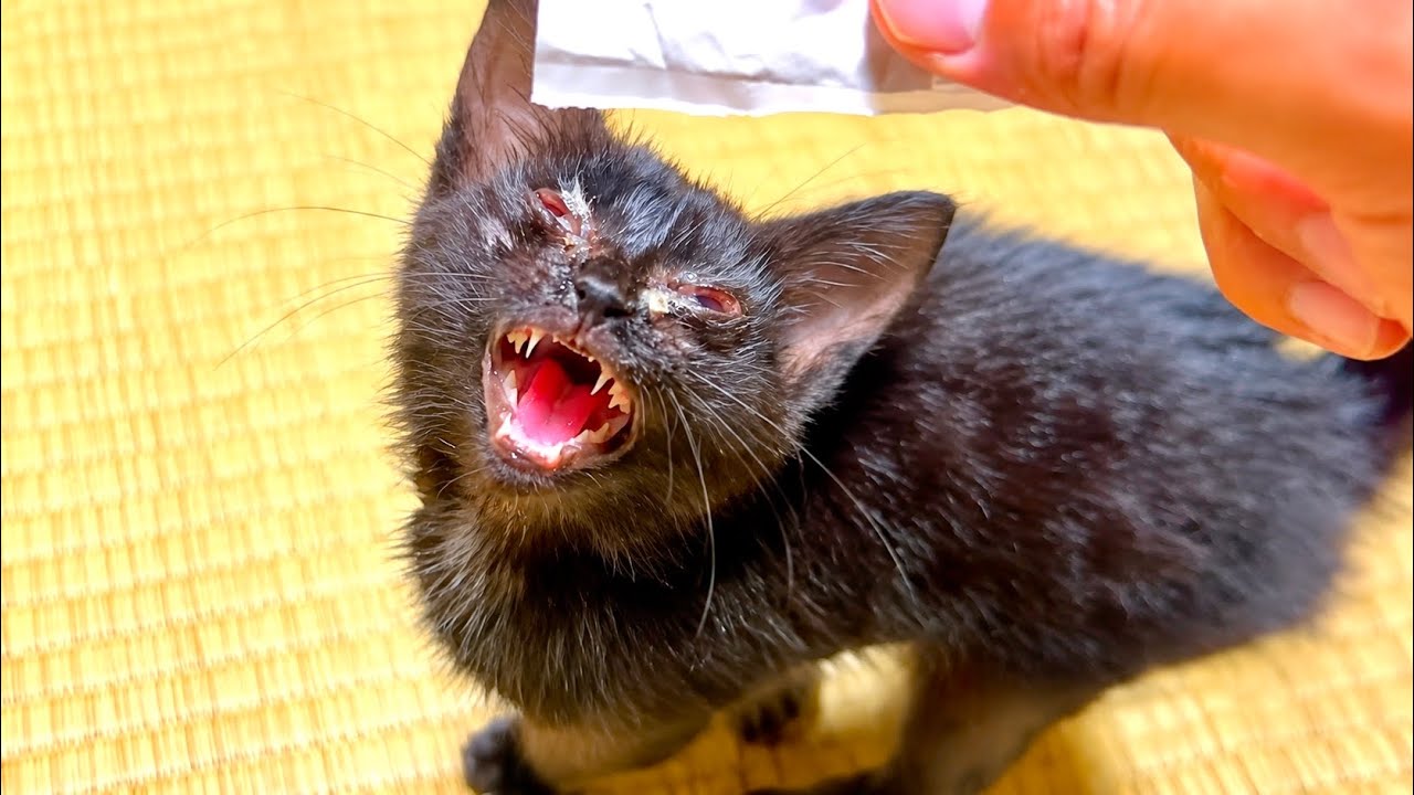 弱ってる子猫に少し変化が出てきた