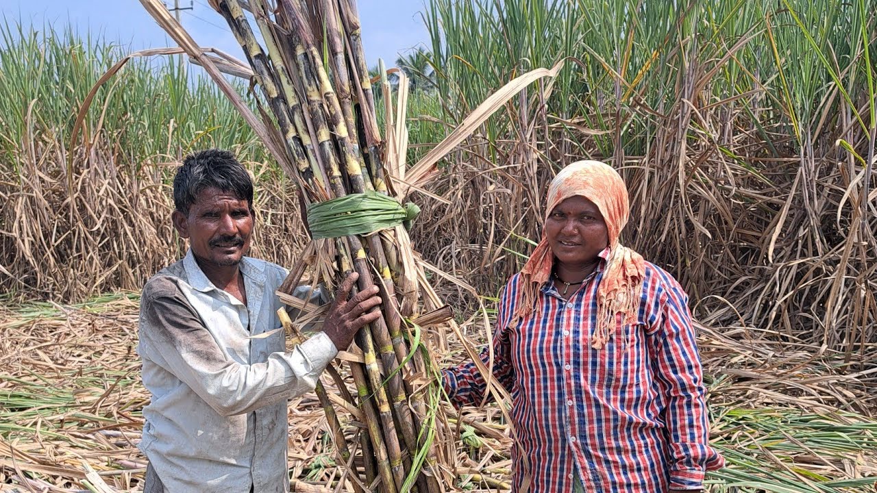 आसा भरल्या बैल गाड्या सोन्याला जास्त झाली का राजाला नकी बघा 🤔😳