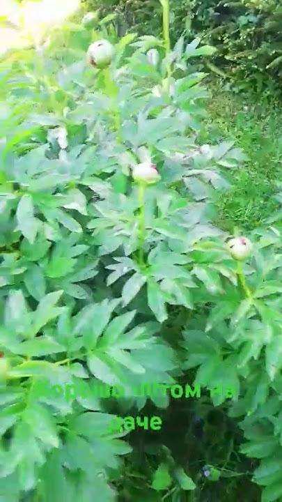 хорошо летом на даче - YouTube