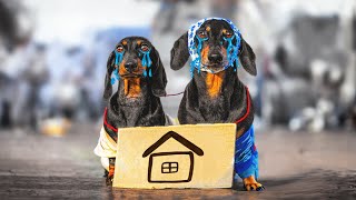 Abandoned Puppies Struggle! Cute & funny dachshund dog video! by Doxie Din - not just a dachshund 1,215,514 views 1 year ago 2 minutes, 34 seconds