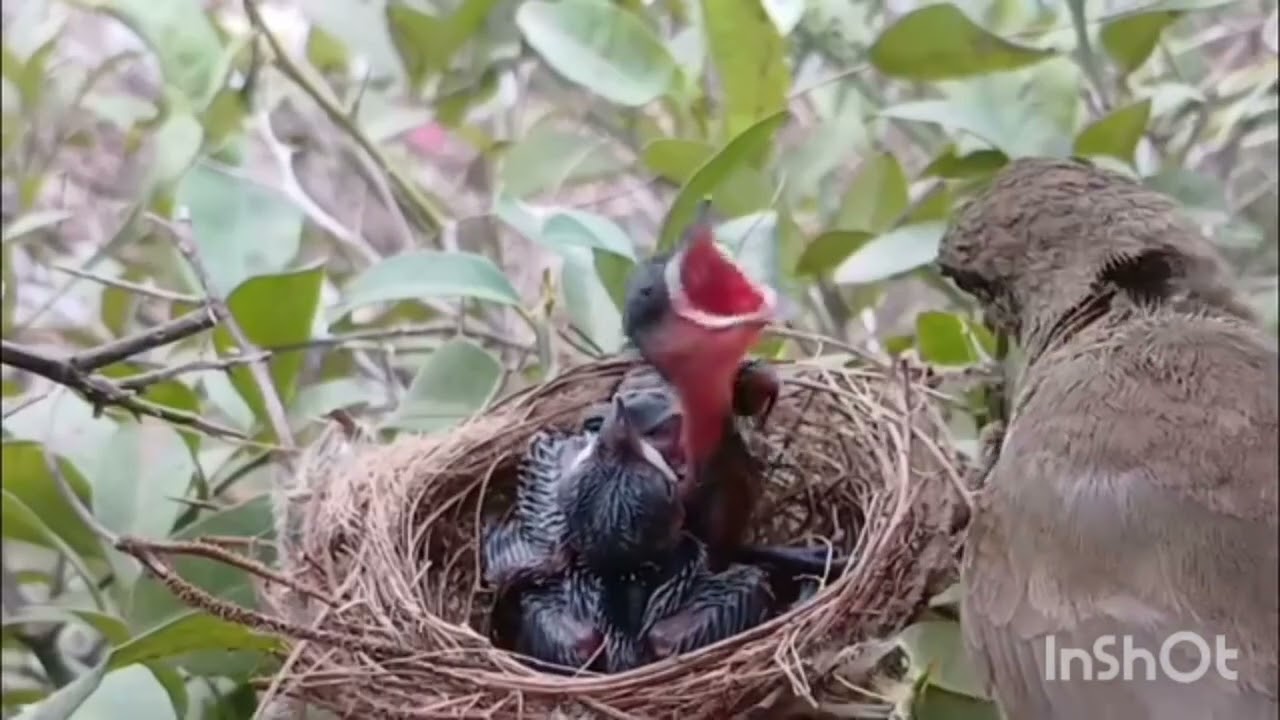 पार्ट २) के किसके पक्षी के बचे हैं। उसके बच्चे की आवाज सुनिए ।