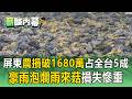 連日豪雨襲！屏東農損破1680萬占全台5成！「情人的眼淚」雨來菇泡爛損失慘重【薪酸內幕】