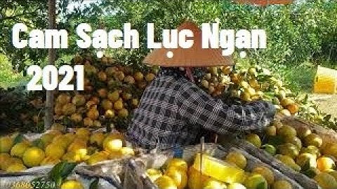 Cam Sạch Lục Ngạn 2021 I Nui Doi Luc Ngan 98