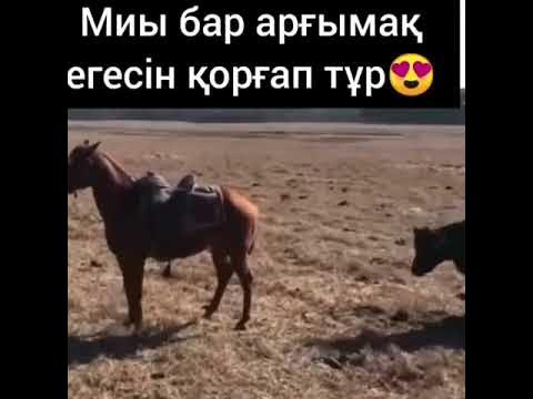 Жылқының жақсы қасиеті. - YouTube