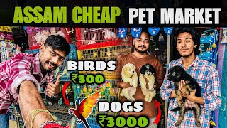 Guwahati Cheapest Pet Shop Birds 300 & Dogs 3000 Dog Market In Guwahati