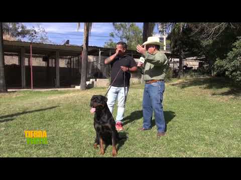 Tierra Fértil Tv- Escuela de entrenamiento canino en la raza Rottweiler (12.12.20)