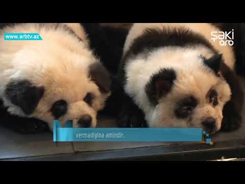 Panda itler (Maraqlidir 06.11.2019)