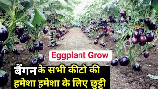 बैंगन की खेती (Eggplant Farming)