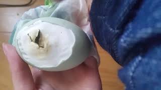 Celebrity Hand hatching a baby duck Wealth