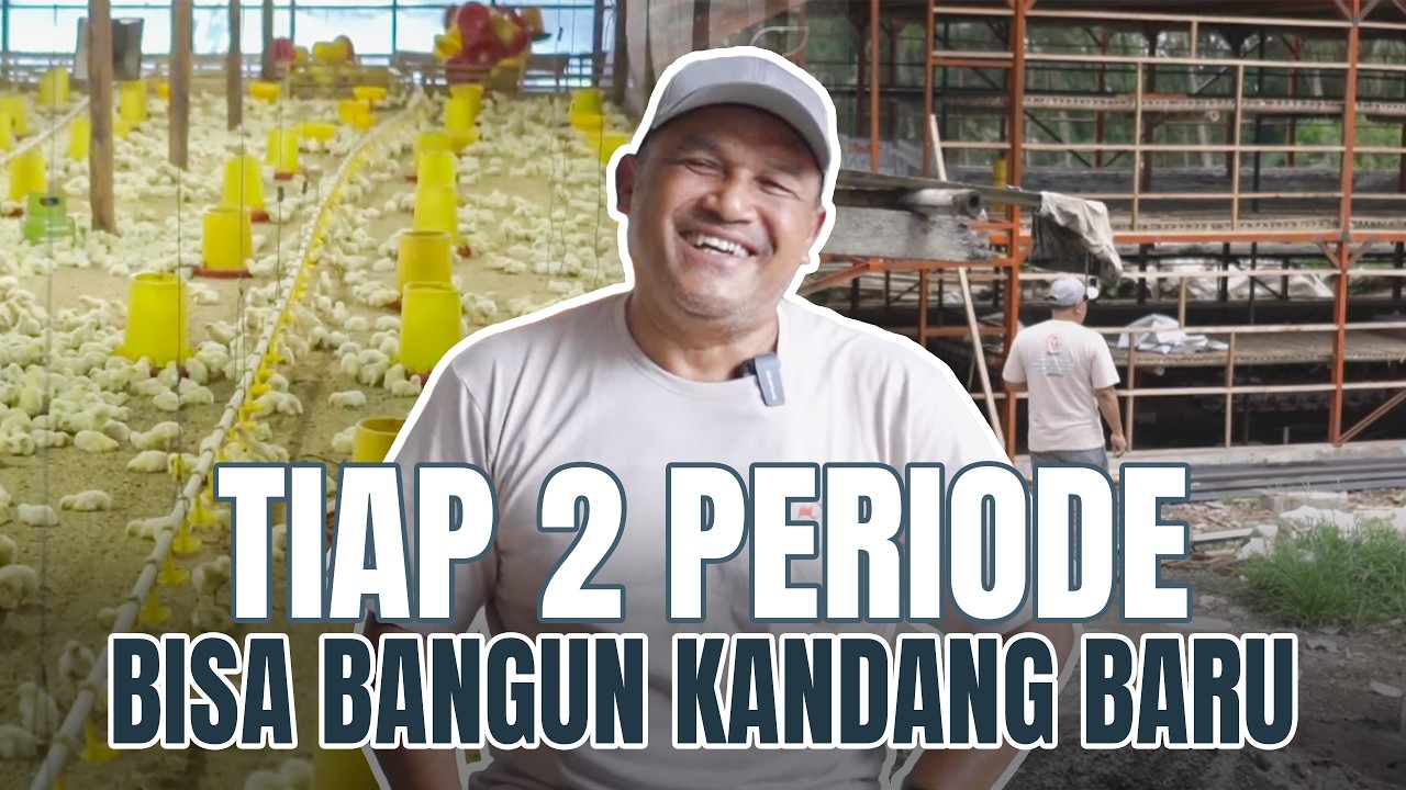 Dari Kandang Sederhana ke 100 Ribu Ekor | Perjalanan Peternak Broiler Bersama Teknologi Modern